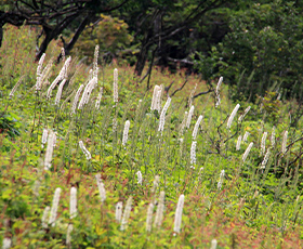 MOUNT IBUKI 伊吹山の風景